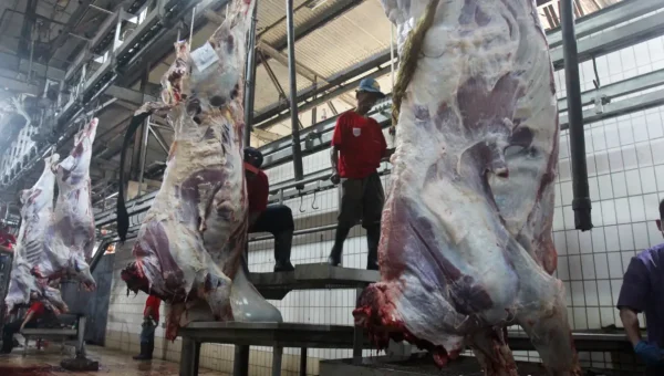 Harga Daging Sapi di Surabaya tembus Rp 150 Ribu per Kg, RPH Jamin Stok Aman