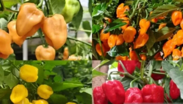 Peneliti IPB Gabung 4 Varietas Habanero Lokal Hasilkan Kepedasan Ekstrem 1,3 Juta SHU