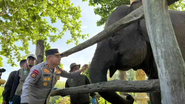 Special Plan: Presiden Prabowo Terbitkan Inpres Penyelamatan Gajah, Libatkan 9 Menteri