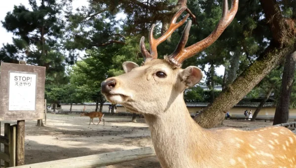 Populasi Rusa di Nara Jepang Pecah Rekor – Wisatawan Diminta Berhenti Beri Makanan Sembarangan