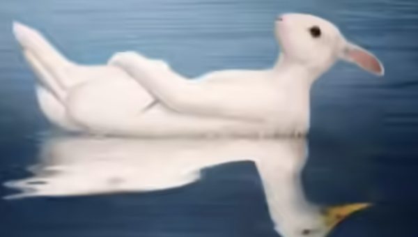 Tes Kepribadian: Bebek atau Kelinci Ini Ungkap Kamu Lebih Menawan Atau Justru Lebih Intelektual