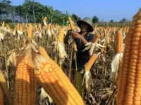 Kemarau Panjang Sebabkan 24 Ribu Hektare Jagung Jatim Gagal Panen