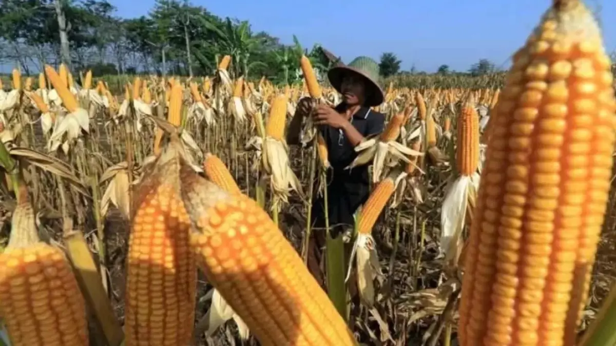 Kemarau Panjang Sebabkan 24 Ribu Hektare Jagung Jatim Gagal Panen