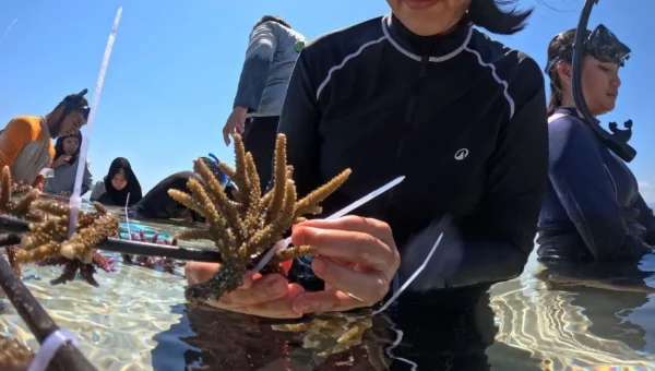 Terumbu Karang Pulau Messah Dipulihkan, 500 Bibit Disiapkan untuk Jaga Laut dan Ekonomi Warga